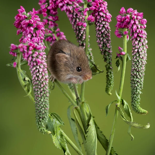 Adorable lindo ratón de la cosecha micromys minutus en la flor roja folia —  Fotos de Stock
