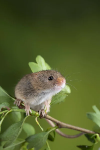 Adorable linda cosecha ratones micromys minutus en blanco flor foli —  Fotos de Stock