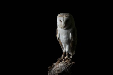 Stüdyo ortamında karlı baykuş Bubo Scandiacus çarpıcı portre