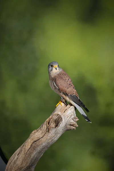 Häpnadsväckande porträtt av Kestrel Falco tinnunculus i Studio Setting — Stockfoto