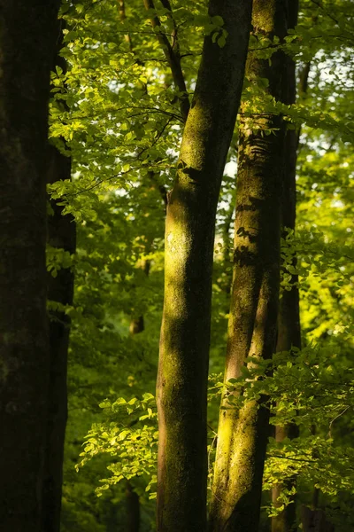 Bella primavera immagine paesaggio della foresta di faggi con d — Foto Stock