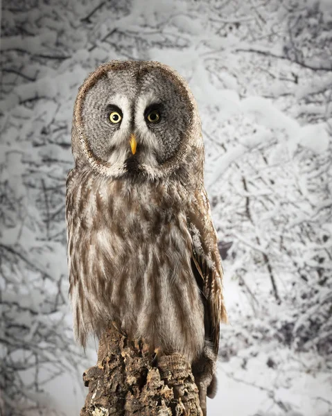 Häpnadsväckande porträtt av Great Grey Owl Strix nebulosa i Studio Set — Stockfoto