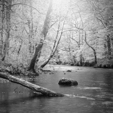 Rive çarpıcı huzurlu siyah beyaz Bahar manzara görüntü