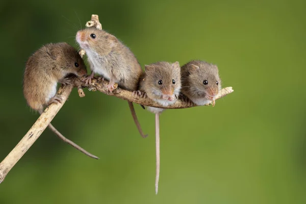 Ratos de colheita adorável e bonito micromys minutus em pau de madeira — Fotografia de Stock