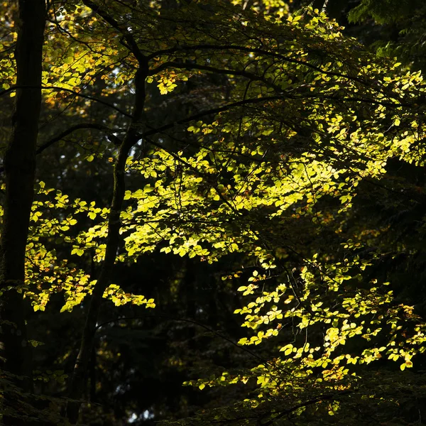 Beaux arbres vibrants automne automne en couleur automne dans la nouvelle forêt — Photo