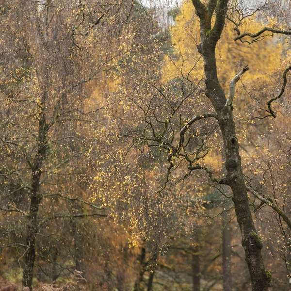 Piękne kolorowe leśne lasy jesień upadek krajobraz — Zdjęcie stockowe