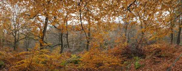 Όμορφο πολύχρωμο ζωηρό πανόραμα των δασικών δασών φθινόπωρο FA — Φωτογραφία Αρχείου
