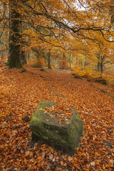 Güzel renkli canlı orman ormanlık Sonbahar Sonbahar manzara — Stok fotoğraf