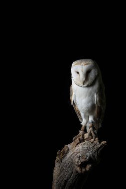 Stüdyo ortamında karlı baykuş Bubo Scandiacus çarpıcı portre
