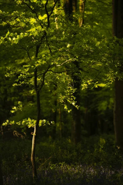 Hermosa imagen de paisaje de primavera de bosque de hayas con d —  Fotos de Stock
