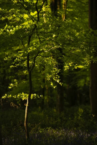 Schöne Frühlingslandschaft Bild des Waldes der Buchen mit d — Stockfoto