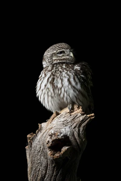 Impresionante retrato de Little Owl Athena Noctua en un ambiente de estudio — Foto de Stock