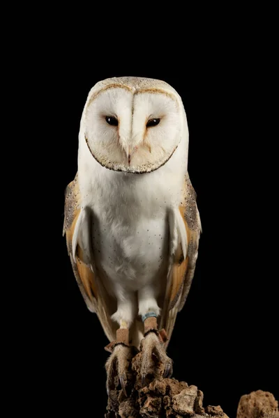 Atemberaubendes Porträt des schneebedeckten Eule bubo scandiacus im Studio-Setting — Stockfoto