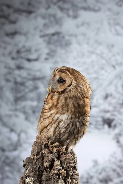 Häpnadsväckande porträtt av Tawny Owl Strix aluco på vinter snöskog — Stockfoto