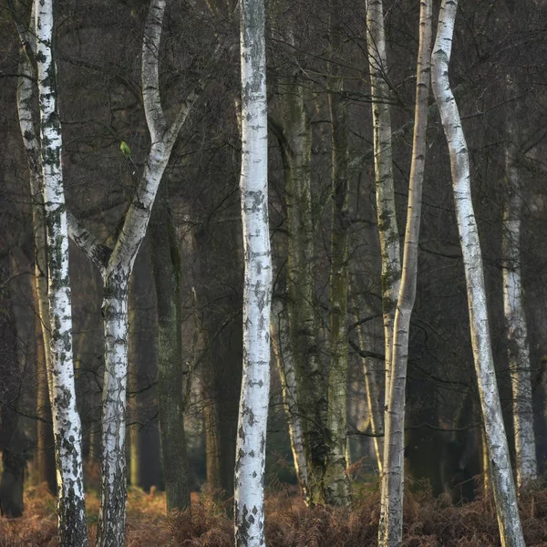 Gyönyörű őszi őszi-téli erdő erdős táj képzőművészeti — Stock Fotó