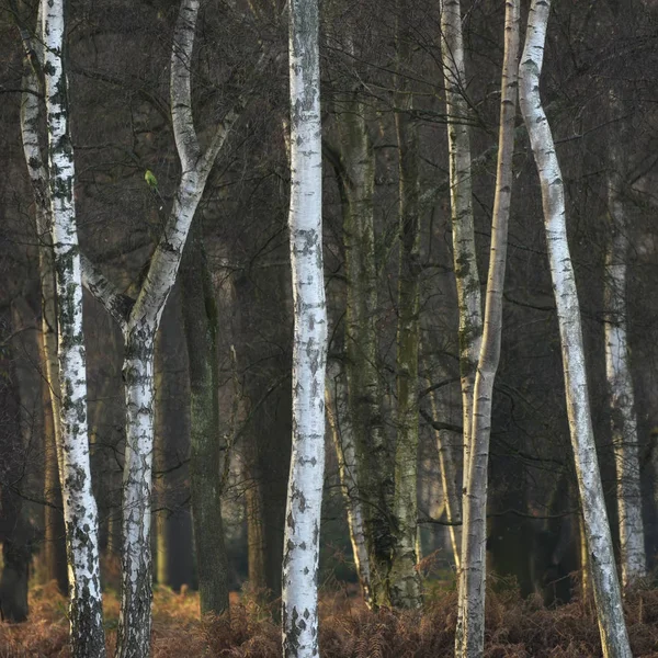 Outono Outono Outono floresta floresta inverno paisagem arte — Fotografia de Stock