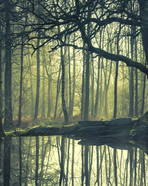 Krásná krajinná podoba nehybného potoka v lese v jezeře — Stock fotografie