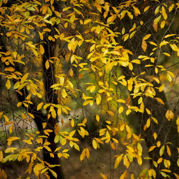 Beautiful colorful vibrant Autumn Fall forest woodland landscape — Stock Photo, Image