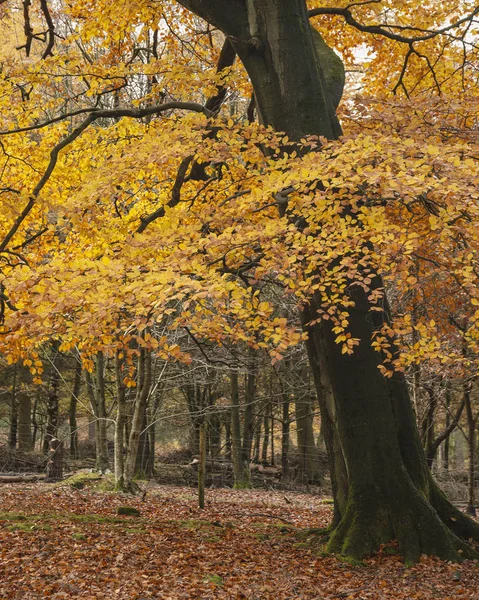 Hermoso bosque vibrante colorido bosque otoño otoño paisaje —  Fotos de Stock