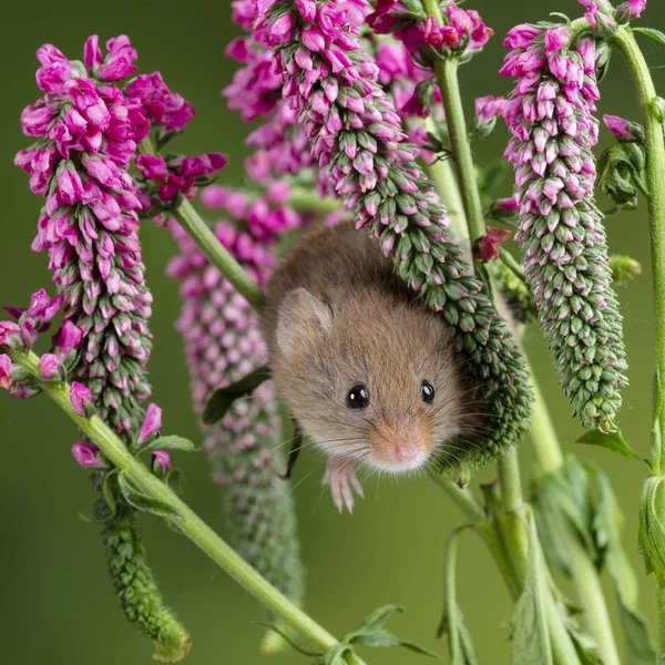 Adorable cute harvest mouse micromys minutus on red flower folia