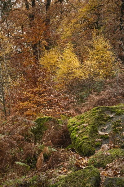 Mooie kleurrijke levendige bos bos Autumn Fall landschap — Stockfoto