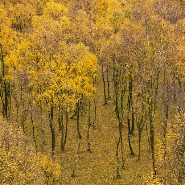 가을 황금 잎 실버 자작나무 숲의 놀라운 보기 — 스톡 사진