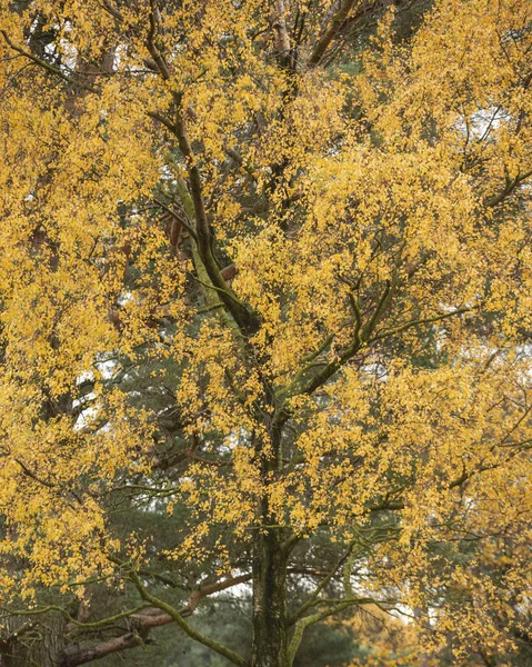 Hermoso bosque vibrante colorido bosque otoño otoño paisaje —  Fotos de Stock