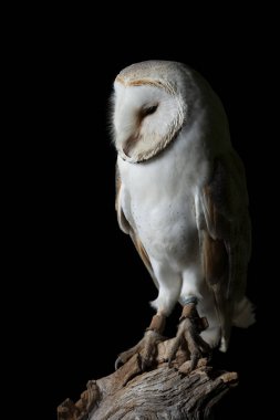 Stüdyo ortamında karlı baykuş Bubo Scandiacus çarpıcı portre