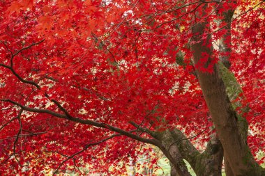 Güzel renkli canlı kırmızı ve sarı Japon Maple ağaçlar ben