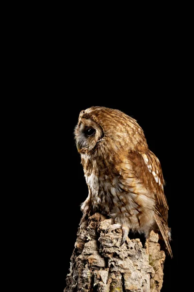 Häpnadsväckande porträtt av Tawny Owl Strix aluco isolerad på svart i — Stockfoto