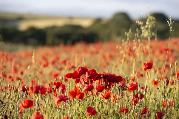 Beautiful Summer landscape of vibrant poppy field in English cou — Stock Photo, Image