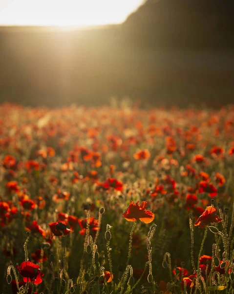 Schöne Sommerlandschaft mit lebendigem Mohnfeld in englischer Sprache — Stockfoto