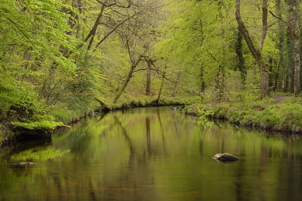 Splendida immagine pacifica paesaggio primaverile del fiume Teign scorre — Foto Stock