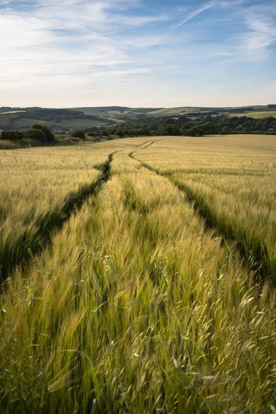 Bela paisagem de verão de campos agrícolas em Inglês cou — Fotografia de Stock