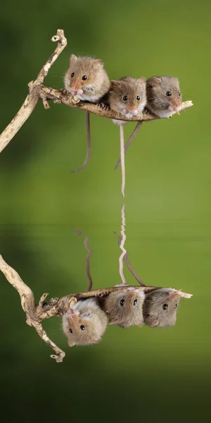 사랑스럽고 귀여운 수확 마우스 마이크로 미누스 나무 막대기에 — 스톡 사진