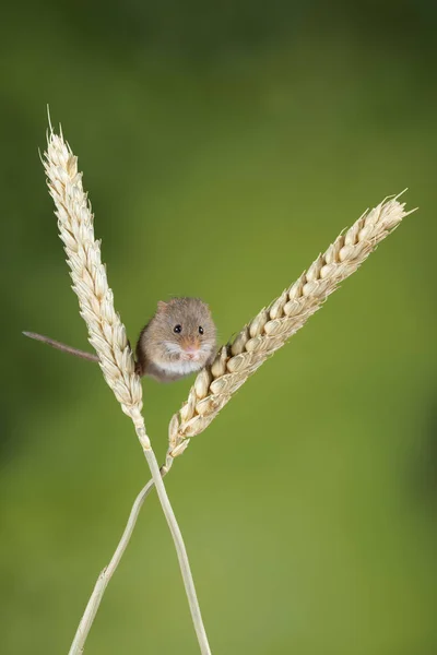 Adorable cute harvest mice micromys minutus on wheat stalk with