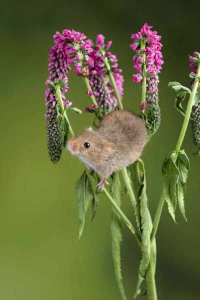 Adorável bonito colheita rato micromys minutus em flor vermelha folia — Fotografia de Stock