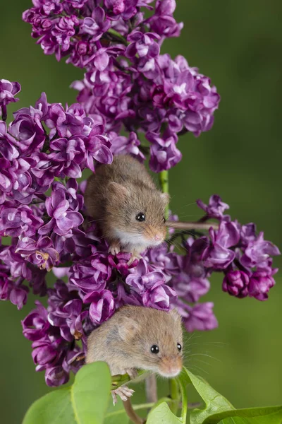 Adorable cute harvest mice micromys minutus on pink flower folia — Stock Photo, Image