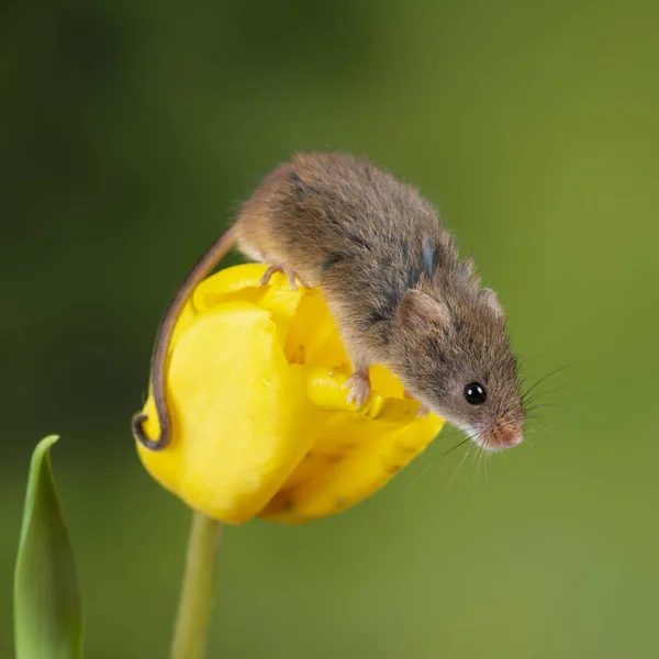 Adorable cute harvest mice micromys minutus on yellow tulip flow