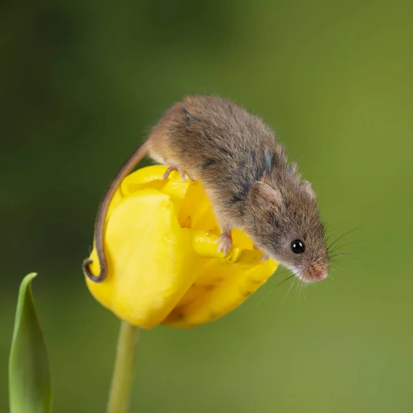 Entzückende süße Ernte Mäuse micromys minutus auf gelben Tulpenfluss — Stockfoto