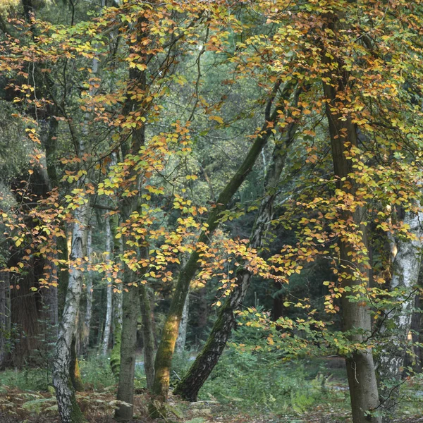 Schöne lebendige Herbstbäume in Herbstfarbe im neuen Wald — Stockfoto