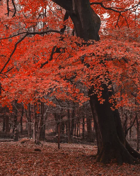 Surreal cor vermelha alternativa floresta vibrante floresta Outono Outono Outono — Fotografia de Stock