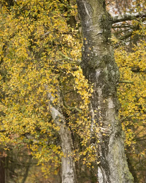 Gyönyörű színes élénk erdei erdők őszi őszi táj — Stock Fotó