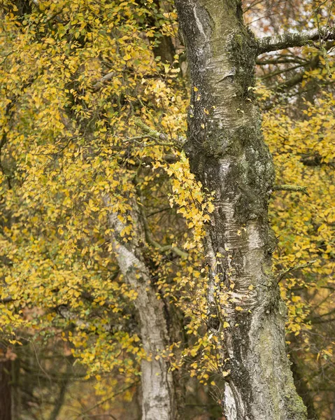 Vackra färgglada pulserande skogsmark höst höstlandskap — Stockfoto