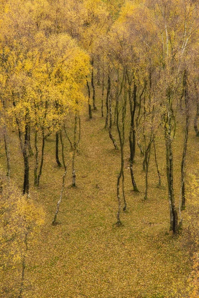 秋の黄金の葉で白樺林のすばらしい眺め — ストック写真