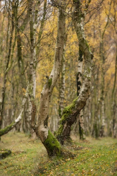 Krásný barevný živý lesní Les podzim podzim krajina — Stock fotografie