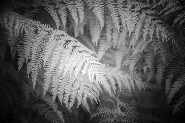 Orman eğrelti otu l çarpıcı siyah ve beyaz detay kızılötesi görüntü — Stok fotoğraf