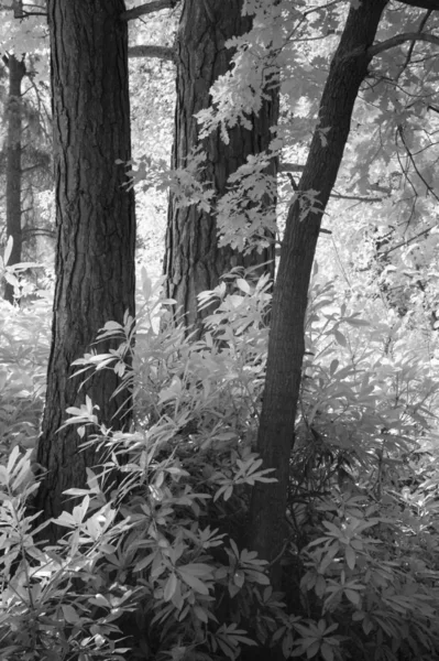Oszałamiająca stonowana czarno-biała Infra Red lato krajobraz woodla — Zdjęcie stockowe
