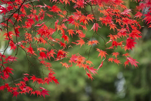 Beaux colorés rouge vif et jaune érable japonais arbres i — Photo