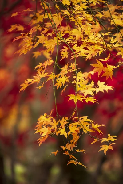 Hermoso colorido vibrante rojo y amarillo arce japonés árboles i — Foto de Stock
